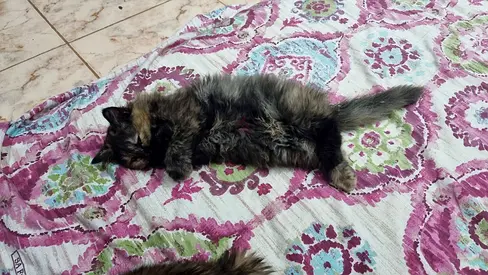 Cats for free adoption