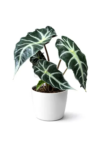 Alocasia Polly – 30–40 cm | Holland | AED 95