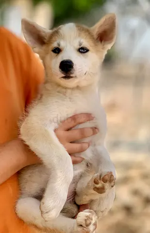 ⭐ Akita Inu 2½-Month Puppy ⭐ female - (Hatchi) - symbol of loyalty