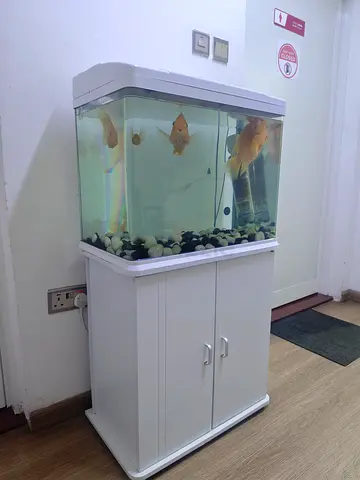 Fish Aquarium with 4 Fish