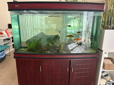 180 cm long Wooden Cabinet Aquarium with filter pumps and all accessories