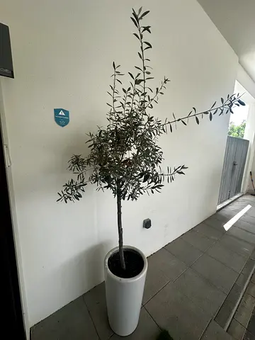 Potted Olive Tree (Indoor/Outdoor) in White Planter