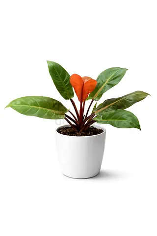 Philodendron Prince of Orange – 60–70 cm | Holland | AED 155