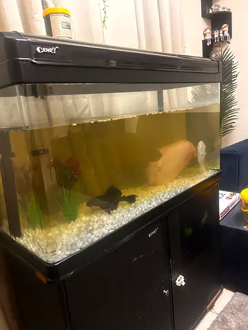 Large Aquarium Tank with Stand and Fish (Used)