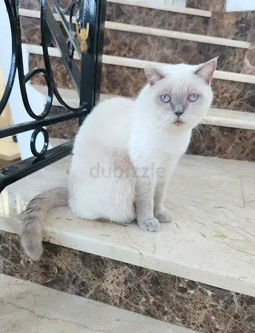 Cream British Shorthair Female cat with Blue Eyes —Ready for New Home