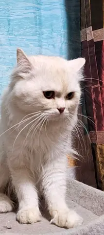 قط  (Persian) ذكر – لون جولد – باسبور – لإعادة التبني