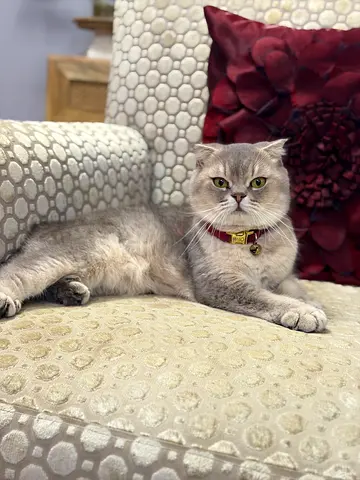 Female Scottish fold cat for adoption