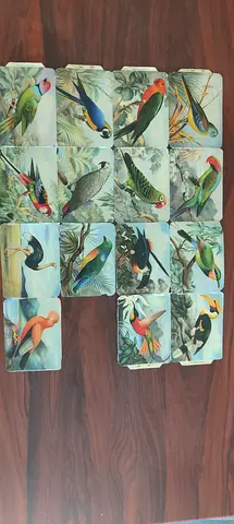 Vintage Bird Illustration Card Set — 15 Collector Cards