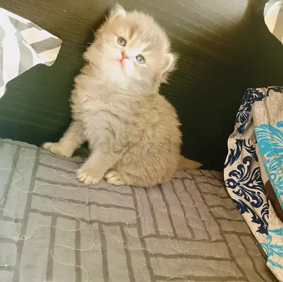 Very beautiful doll look female kitten