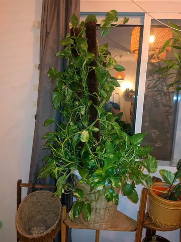 Big Money plant 80x45cm