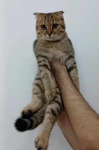 Scottish fold cat for free adoption