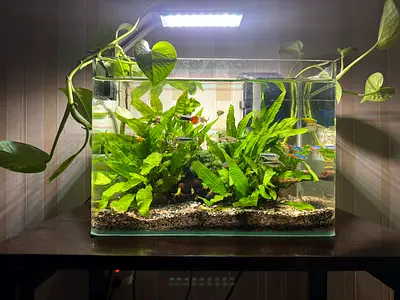 Planted Aquarium with full accessories and fishes for sale
