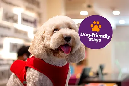 DOG FRIENDLY Room / Taxes included / No Commission