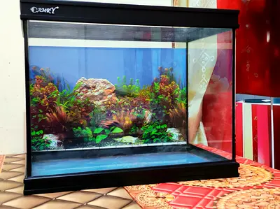 Glass Aquarium Tank with Hood and Background - 60cm (Approx)