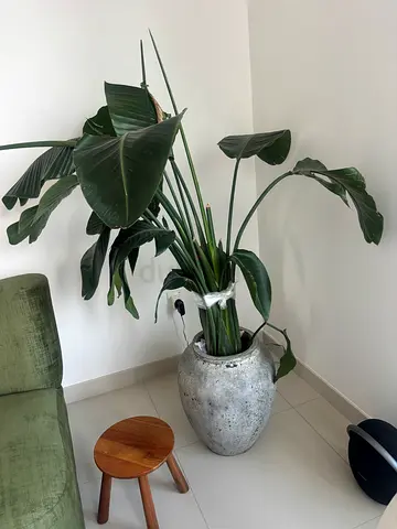 Banana lead tree with pot - large