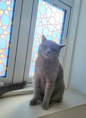 Friendly British Shorthair Male Looking for New home, only Real Family Cats Lovers.