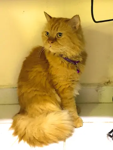 Rare Siberian Cat available for adoption