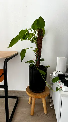 Pothos (Epipremnum) climbing plant on moss pole - healthy indoor plant