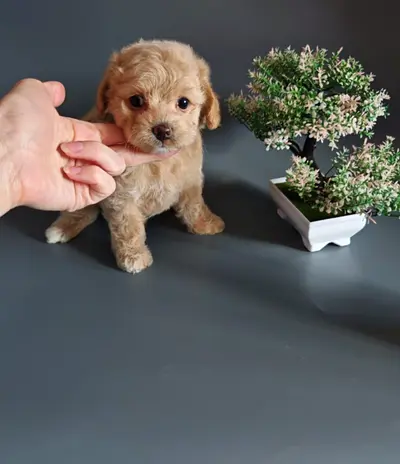 A cute mini puppy is looking for a new home