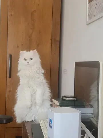 Pet for free adoption