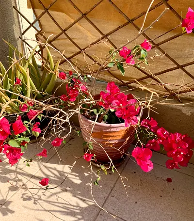 Outdoor plants for sale