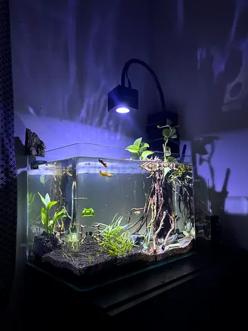 Small planted freshwater aquarium with filter and LED lamp