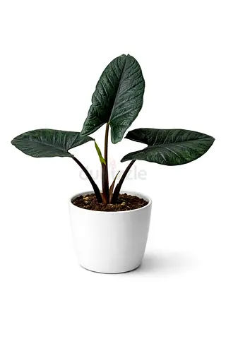 Alocasia Scalprum – 30–40 cm | Holland | AED 145
