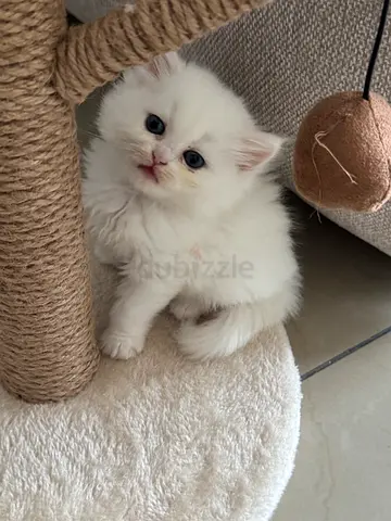 White  kitten — 8 weeks, playful and healthy