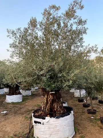 Olive tree