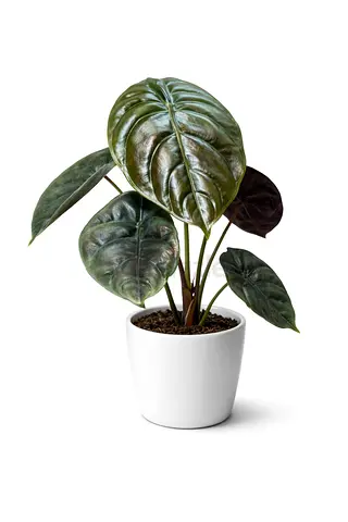 Alocasia Cuprea Red Secret – 40–50 cm | Holland | AED 115