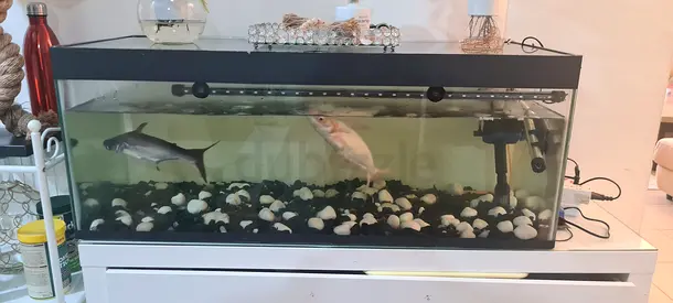 Fish Aquarium
