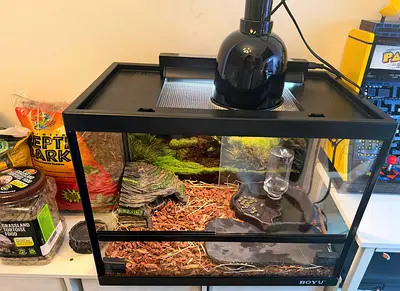 Glass Reptile Terrarium with Heat Lamp and Accessories - Ready Setup