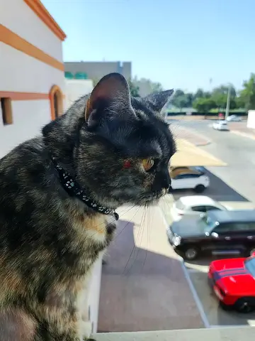 Cats Looking for a Loving Home