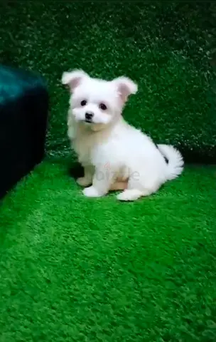 Maltipom male puppy
