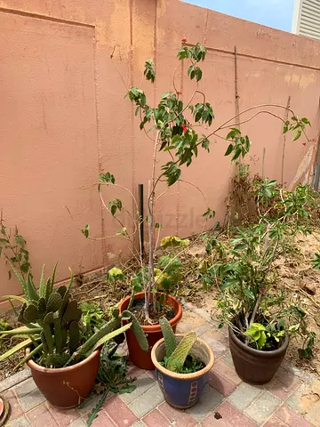 Outdoor plants with ceramic pots