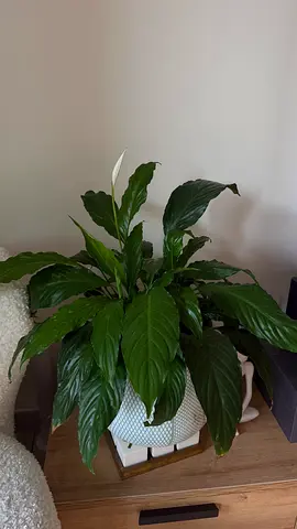 Peace Lily (Spathiphyllum) with Pot – Healthy Indoor Plant