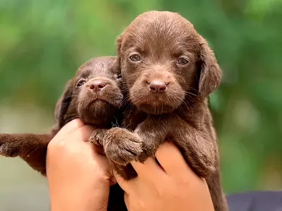 ⭐ Labrador Puppy ️⭐ Very lovely and playful 2-month-old