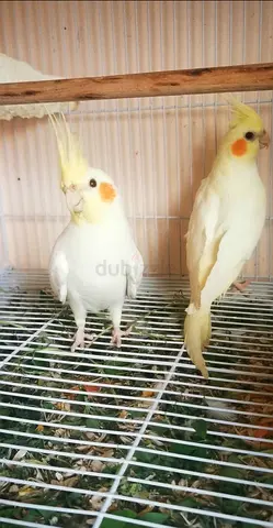 Birds