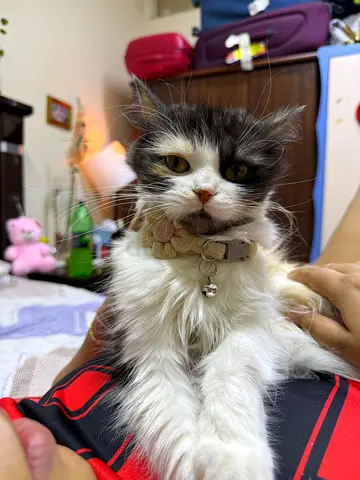 Pet boarding ( 35-40 aed ) per day , negotiable ❤️