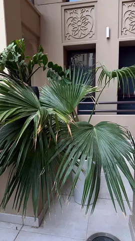 Large Decorative Palm Plant with Pot – Perfect for Balcony / Living Room