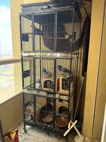 2 Birds Cage for sale