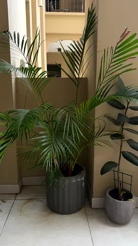 Areca Palm (Dypsis lutescens) with Pot – Large Decorative Plant