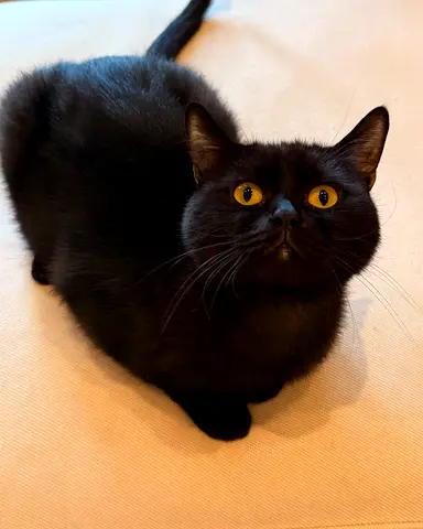 Adoption - Black male cat looking for a new home