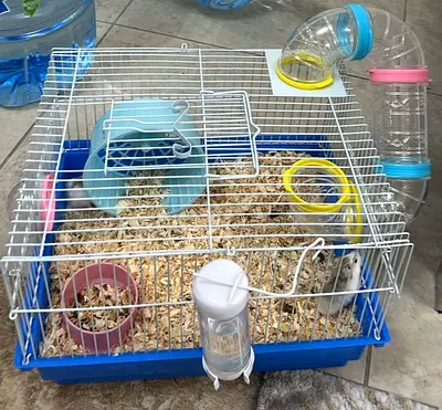 2 hamsters with Small hamster cage with tubes, wheel and accessories - good condition