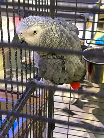 Kasko bird pet