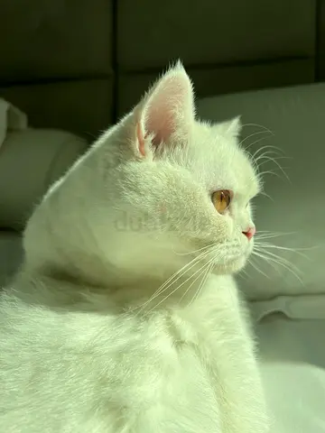 Cat adoption: White fluffy Scottish cat 🐈