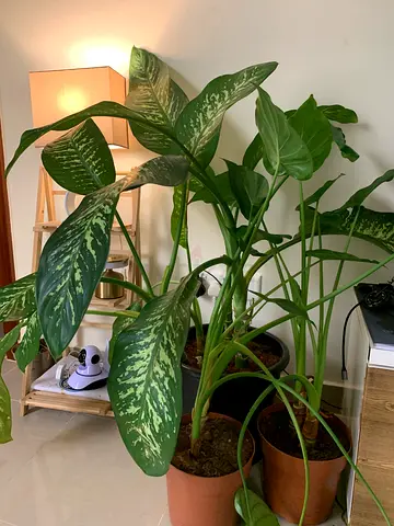 Large indoor Dieffenbachia / Dumb Cane plants - 3 pots, healthy