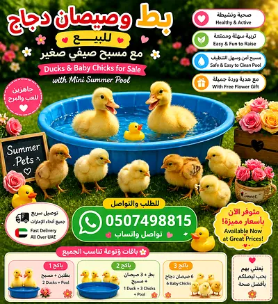 Ducks  Baby Chicks with Mini Summer Pool - Ready to Go