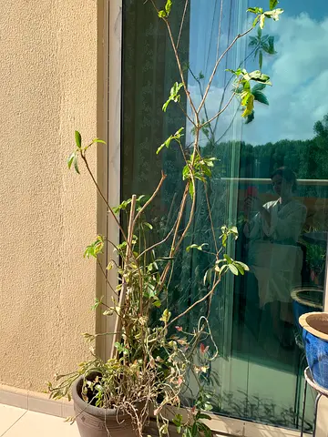 Outdoor plant with ceramic pot