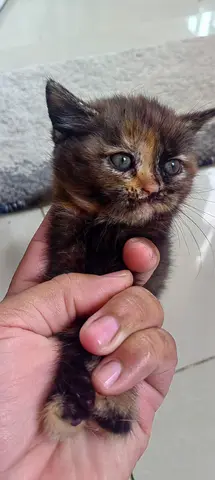 Kitten for free adobtion